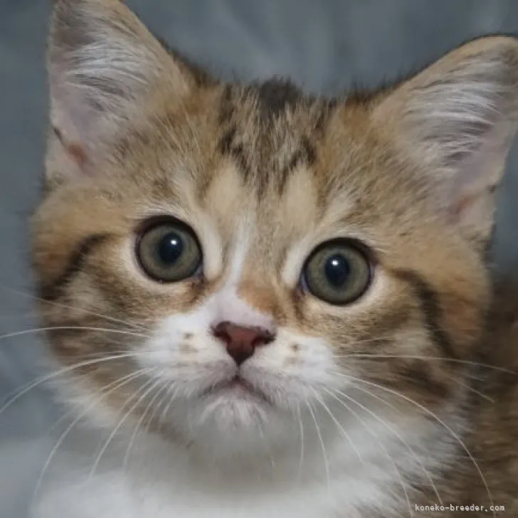 ID：2309-01640の子猫