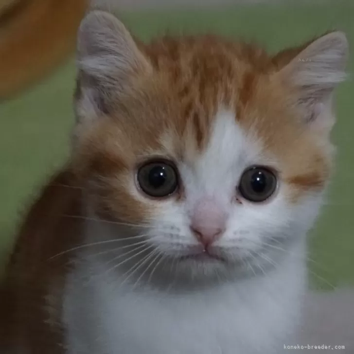 ID:2404-03372の子猫