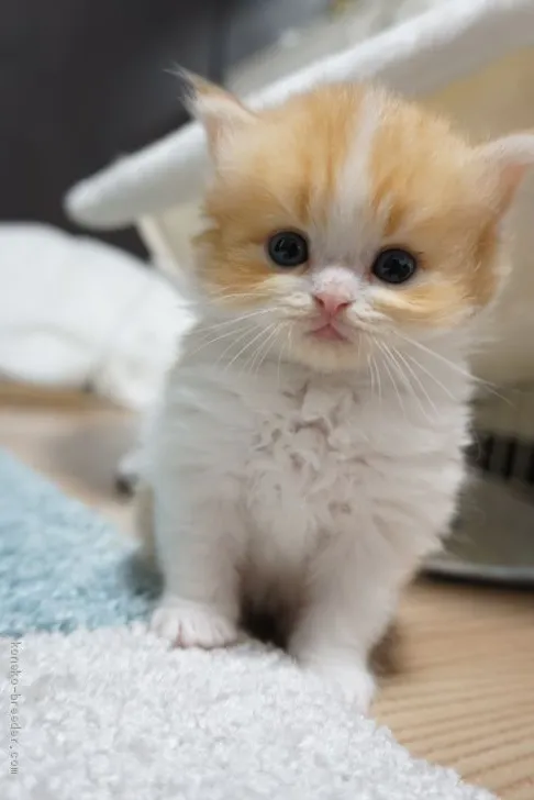 なお 様のお迎えした子猫