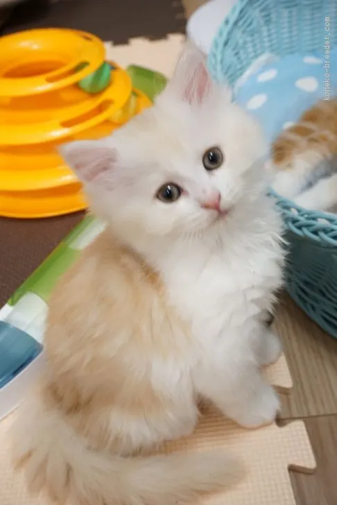 ID：2102-01554の子猫