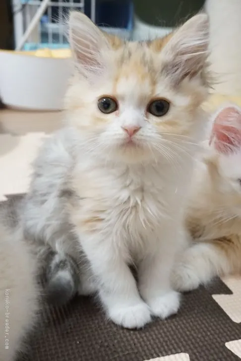 ID:2103-00469の子猫