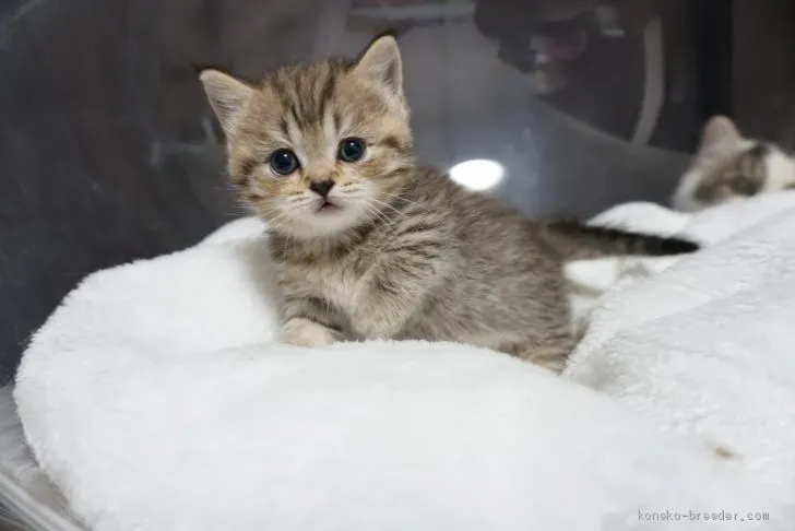 ID:2005-01047の子猫