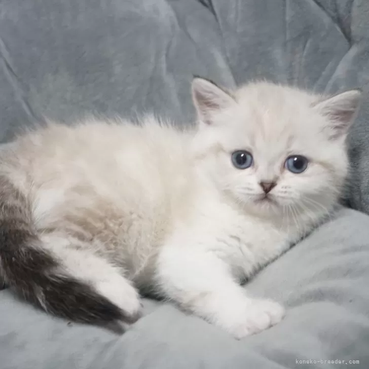 ID:2401-01203の子猫