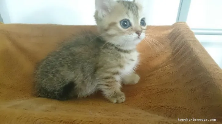 ID:1610-00189の子猫