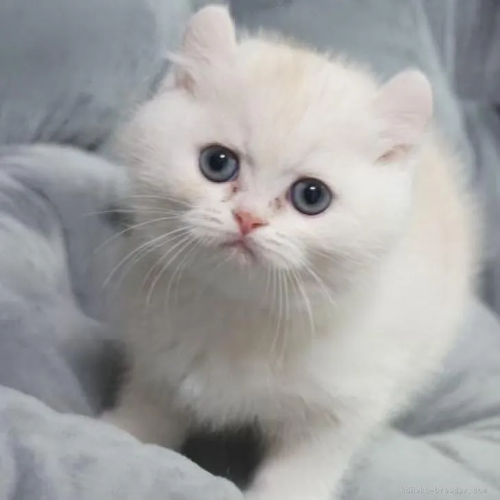 ID:2302-01197の子猫