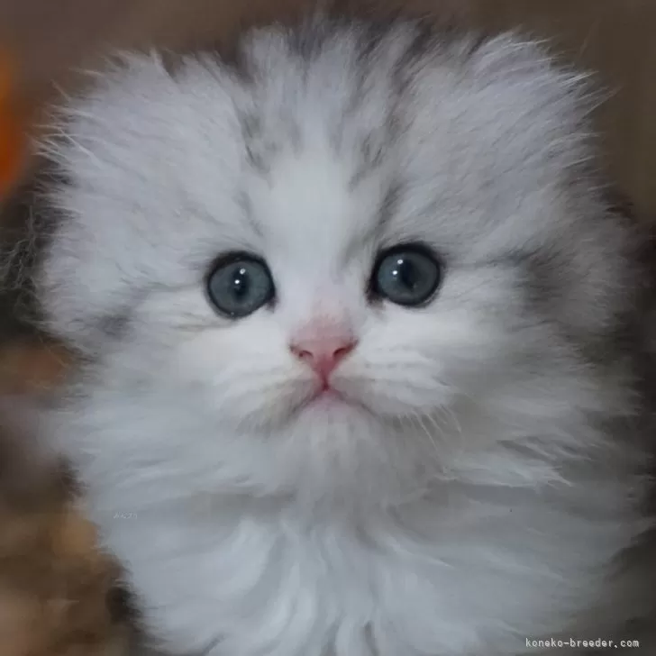 ルミ 様のお迎えした子猫
