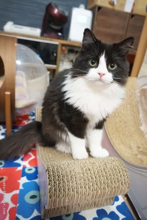 ID:2203-00388の子猫
