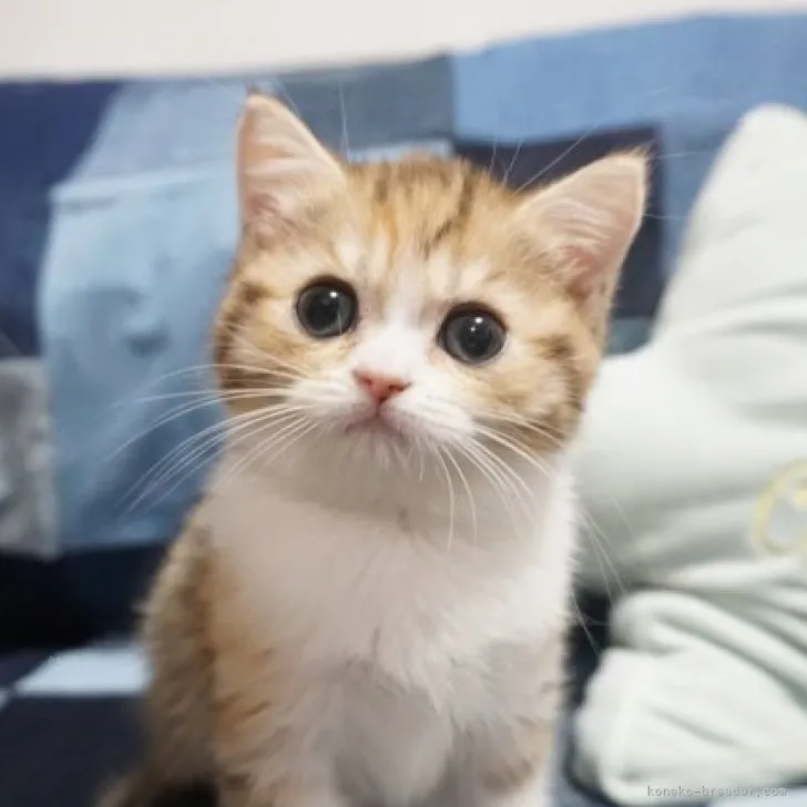 ID:2312-00059の子猫