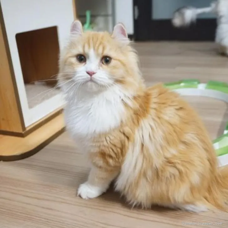 ID：2206-00101の子猫