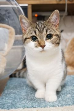 マンチカン(長足)【熊本県・女の子・2019年5月5日・ブラウンタビー&ホワイト（短毛）】の写真「性格抜群の短足寄りの中足の可愛い子ちゃん🥰」