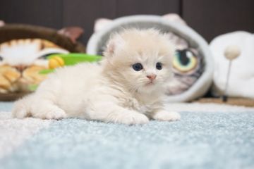 マンチカン(長足)【熊本県・男の子・2019年12月20日・クリームタビー（長毛）】の写真「綺麗なカラーのイケにゃんくん🥰」