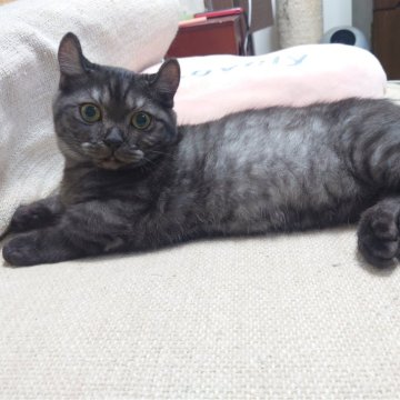 マンチカン【熊本県・男の子・2024年4月20日・ブラックスモーク（ショートヘア）】の写真「とってもなつっこい男の子🤗」