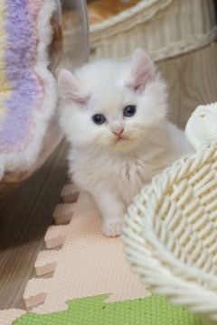 ミヌエット【熊本県・男の子・2021年6月19日・クリームポイント（ロングヘア）】の写真「綺麗なカラーの可愛いおぼっちゃん🥰」