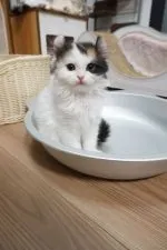 ミヌエット【熊本県・女の子・2021年3月8日・ブラウンパッチドタビー&ホワイトバン】の写真1「5/5 撮影」