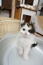 ミヌエット【熊本県・女の子・2021年3月8日・ブラウンパッチドタビー&ホワイトバン】の写真2