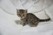 マンチカン(短足)【熊本県・女の子・2019年12月20日・ブラウンパッチドタビー】の写真2