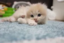 マンチカン(長足)【熊本県・男の子・2019年12月20日・クリームタビー】の写真3
