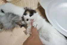 ミヌエット【熊本県・女の子・2021年3月8日・ブラウンパッチドタビー&ホワイトバン】の写真3