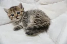 マンチカン(短足)【熊本県・女の子・2019年12月20日・ブラウンパッチドタビー】の写真3