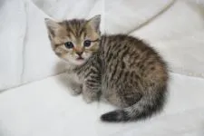 マンチカン(短足)【熊本県・女の子・2019年12月20日・ブラウンパッチドタビー】の写真4