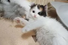 ミヌエット【熊本県・女の子・2021年3月8日・ブラウンパッチドタビー&ホワイトバン】の写真4