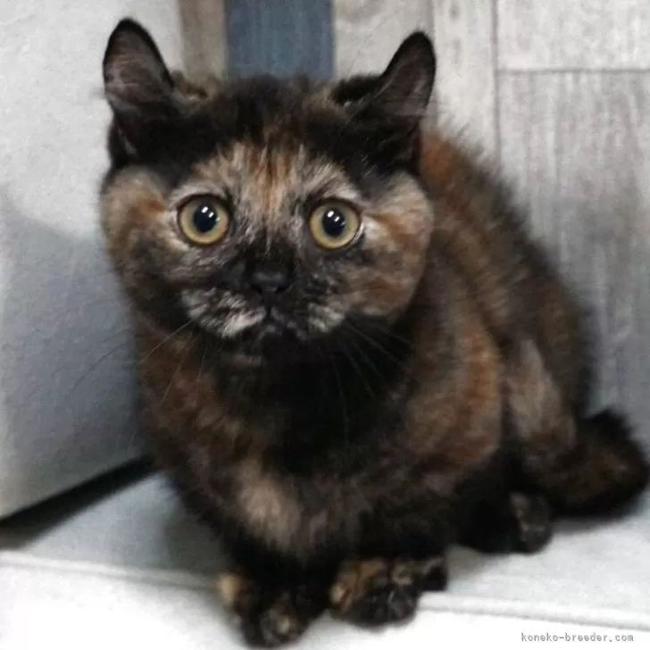 マンチカン(短足)【熊本県・女の子・2025年8月26日・トーティシェル】の写真1