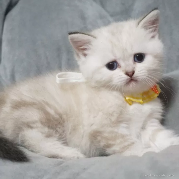 ID:2503-00685の子猫
