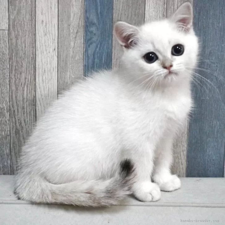 ブリティッシュショートヘア【熊本県・男の子・2025年8月31日・ゴールデンポイント】の写真1