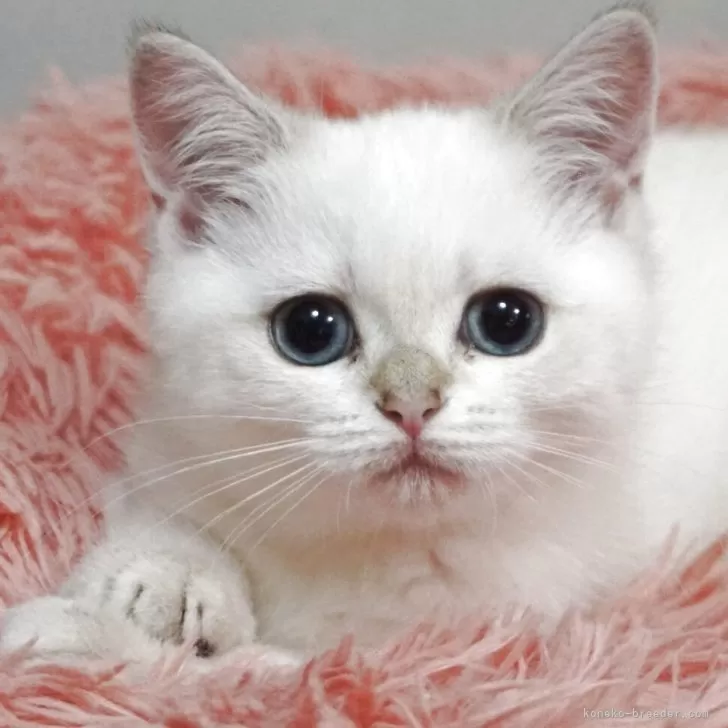 ブリティッシュショートヘア【熊本県・女の子・2025年8月31日・ゴールデンポイント】の写真1