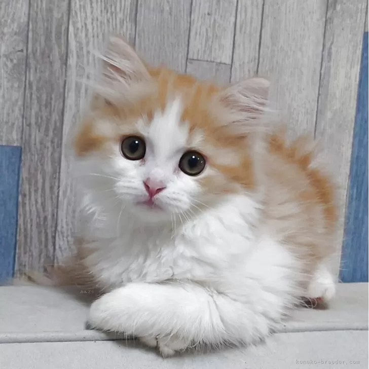 マンチカン(長足)【熊本県・女の子・2025年8月26日・レッド&amp;ホワイト】の写真1