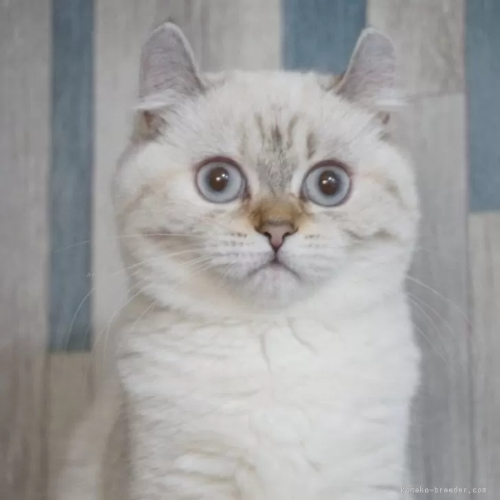 ID:2412-02159の子猫