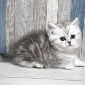 マンチカン(長足)【熊本県・女の子・2025年10月16日・シルバータビー（ショートヘアー）】の写真「困り顔のお嬢さん🤗」