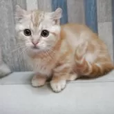 マンチカン(短足)【熊本県・男の子・2025年8月26日・レッドタビー】の写真2