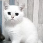 ブリティッシュショートヘア【熊本県・男の子・2025年8月31日・ゴールデンポイント】の写真2