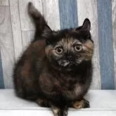 マンチカン(短足)【熊本県・女の子・2025年8月26日・トーティシェル】の写真2