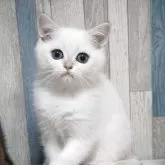 ブリティッシュショートヘア【熊本県・男の子・2025年8月31日・ゴールデンポイント】の写真3