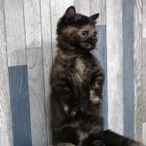 マンチカン(短足)【熊本県・女の子・2025年8月26日・トーティシェル】の写真3