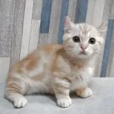 マンチカン(短足)【熊本県・男の子・2025年8月26日・レッドタビー】の写真5