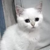 ブリティッシュショートヘア【熊本県・女の子・2025年8月31日・ゴールデンポイント】の写真5