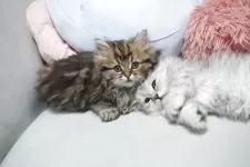 ミヌエット(短足)【熊本県・男の子・2025年9月29日・ブラウンタビー】の写真6