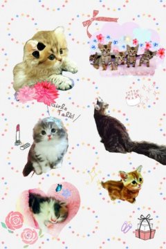 みんなの猫図鑑 岐阜県で評判の良いラガマフィンのブリーダー キャッテリー紹介 みんなの猫図鑑 岐阜県で評判の良いラガマフィンのブリーダー キャッテリー紹介