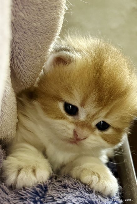 赤石加奈子ブリーダーのブログ：ゴールドブリティッシュロングヘア