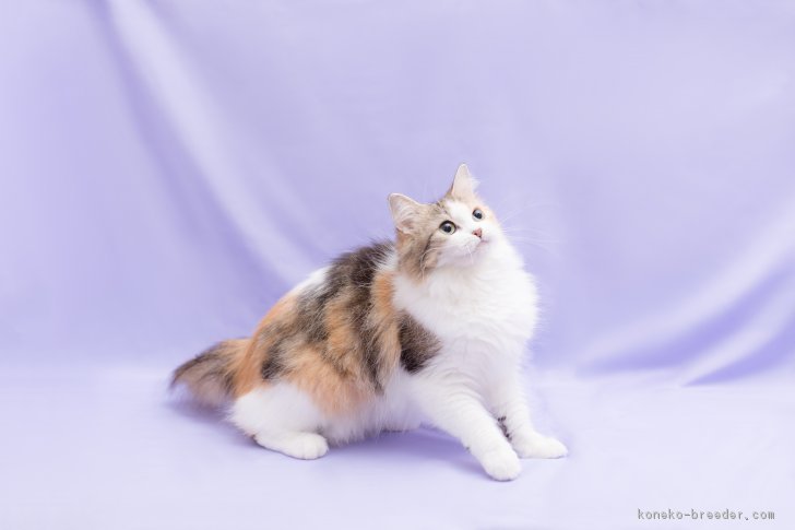 毛色によって印象が ラガマフィン 赤石加奈子ブリーダー みんなの子猫ブリーダー 毛色によって印象が ラガマフィン 赤石加奈子ブリーダー みんなの子猫ブリーダー