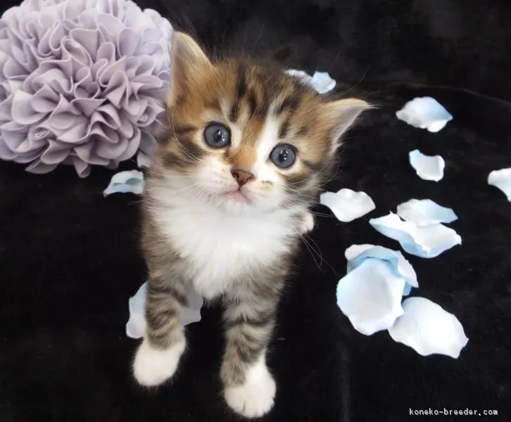 アンディー 様のお迎えした子猫