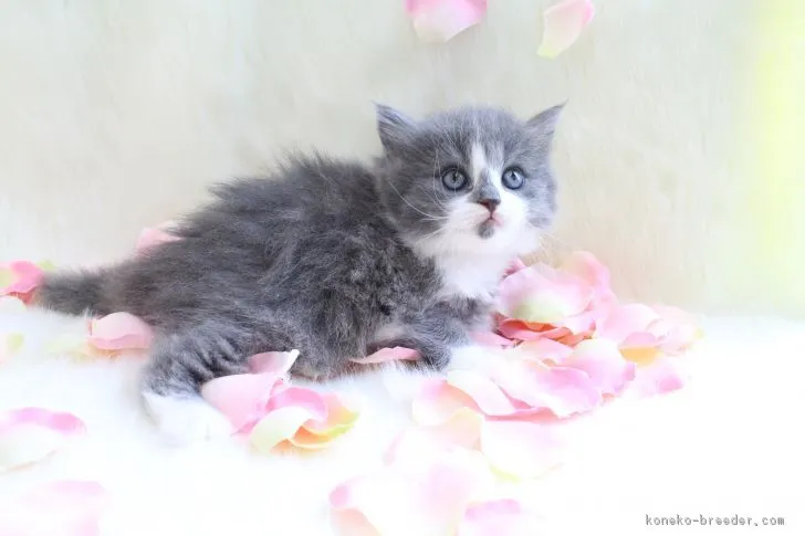 ダリア 様のお迎えした子猫