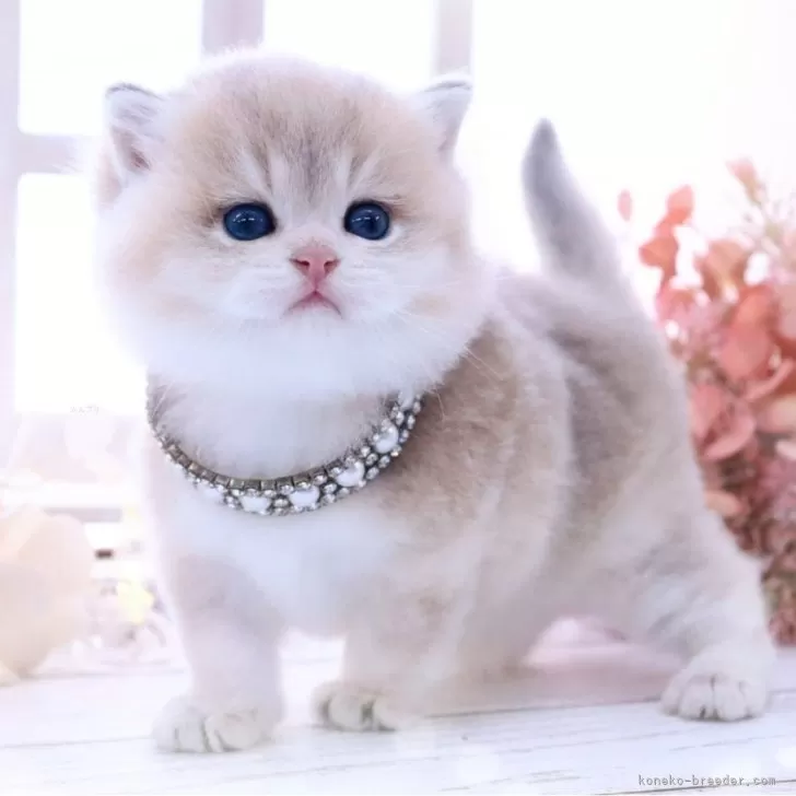 ID：2409-00723の子猫