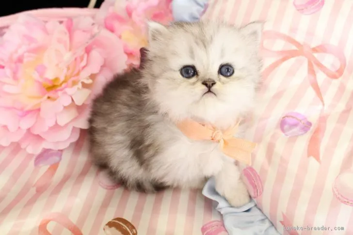 モモちゃんママ 様のお迎えした子猫