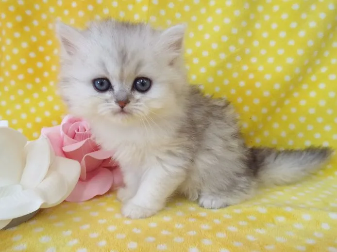 ID:1504-00076の子猫