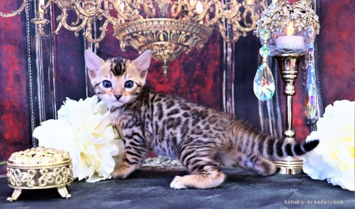 シルフィ 様のお迎えした子猫