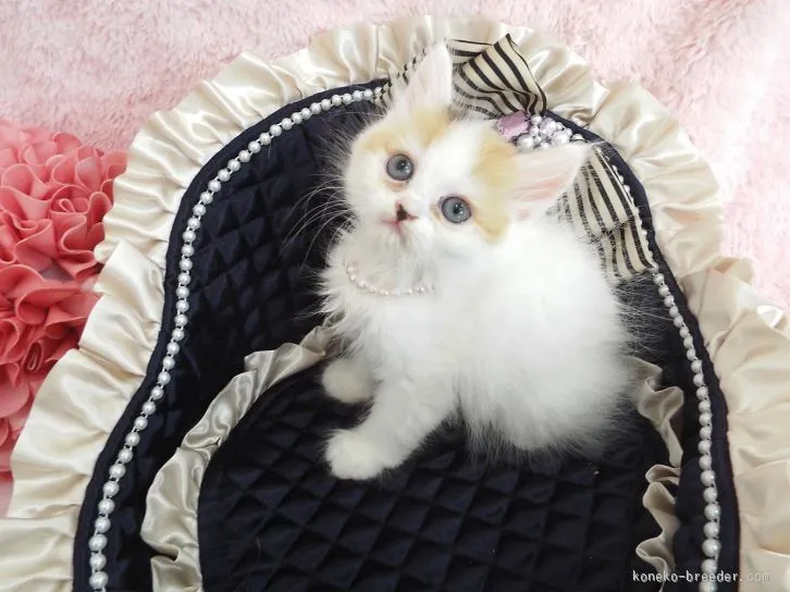 ID:1601-00172の子猫